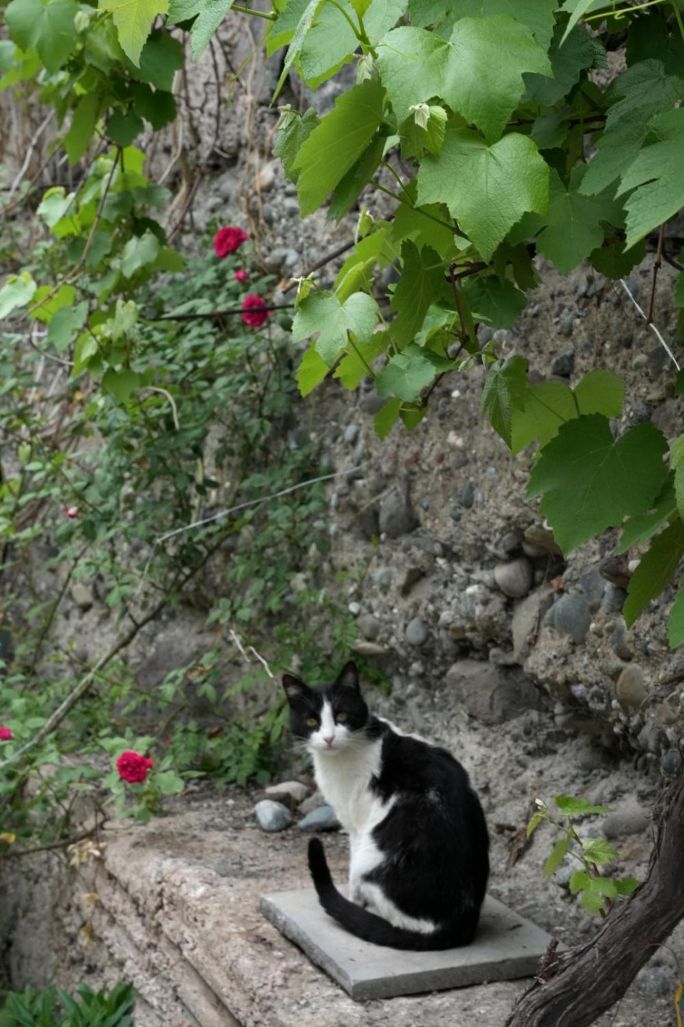 Iris B&B In Debed Canyon Alaverdi Exterior foto